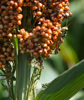 Grasshopper, sorghum