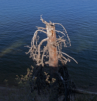 Dead tree, water