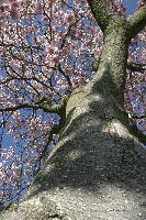 Magnolia Trunk and Blossoms