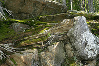 Trees, moss and rocks