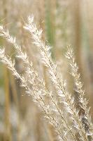 Miscanthus seed heads