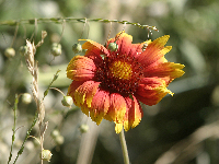 Daisy, Roadside