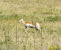 Pronghorn Antelope