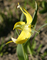 Mountain Lily