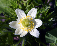 Unknown Flower