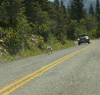 Coyote in the Going to the Sun Road - by St. Mary Lake