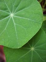 Nasturtium