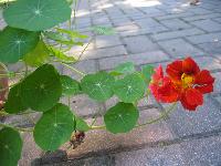 Leggy Nasturtium