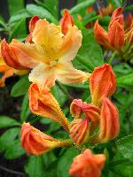 Orange Blossoms, Rhododenron