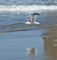 Flying gull