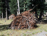 Road to Crater Lake, OR