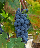 Pinot grapes on the vine