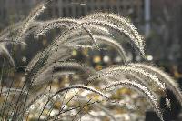 Pennisetum seed heads; fall