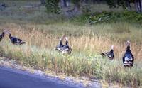 Wild turkeys on the side of the road