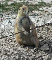 Prairie Dog