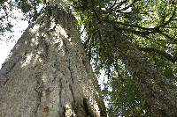 Fir and Pine, Side by Side, Fighting for Sunlight