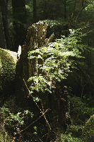 New Growth Off Understory Old Growth