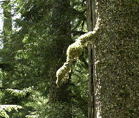 Moss-Draped Branch/Trunk