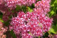 spirea_blossoms.jpg