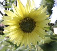 Sunflower, incoming bee